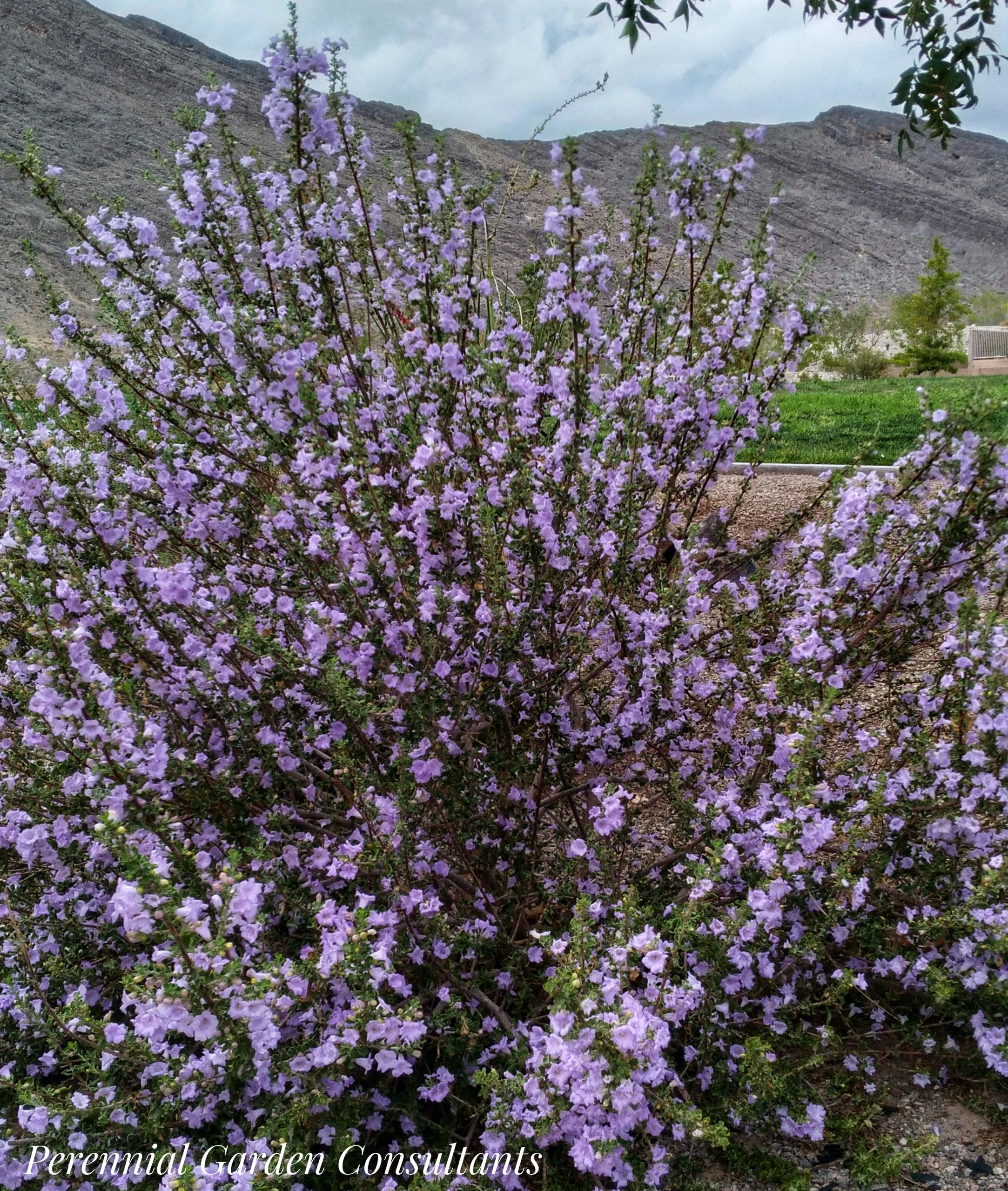 10 Terrific Heat and Drought Tolerant Shrubs